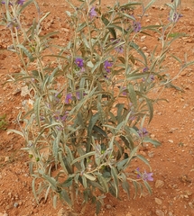 Solanum sturtianum