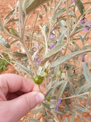 Solanum sturtianum