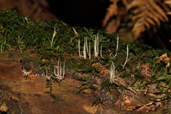 Pterulicium gracile