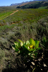 Leucadendron globosum