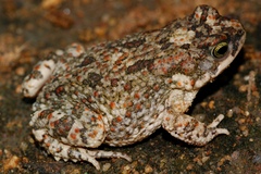 Poyntonophrynus fenoulheti