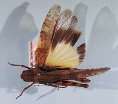 Spharagemon saxatile