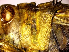 Spharagemon saxatile