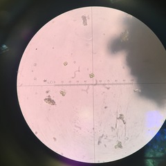 Desmococcus
