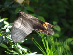 Papilio macilentus
