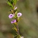 Muraltia rubeacea - Photo (c) Nick Helme, μερικά δικαιώματα διατηρούνται (CC BY-SA), uploaded by Nick Helme