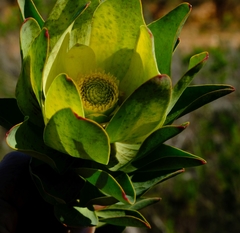 Leucadendron globosum