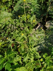 Sisymbrium officinale