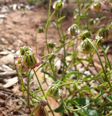 Roepera angustifolia