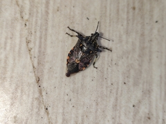 Eocanthecona furcellata