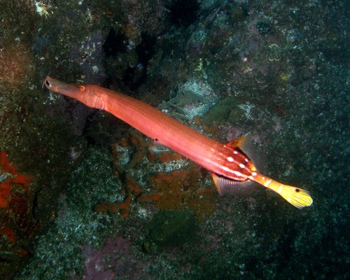 Pacific Trumpetfish