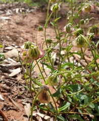 Roepera angustifolia