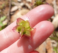 Roepera angustifolia