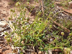 Roepera angustifolia