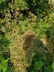 Erigeron canadensis