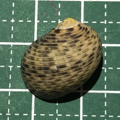 Nerita striata