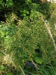 Erigeron canadensis