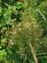 Erigeron canadensis