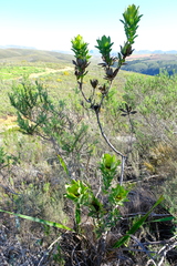 Leucadendron globosum