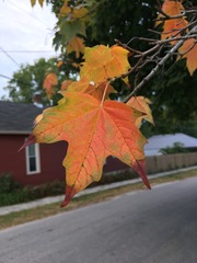 Acer saccharum