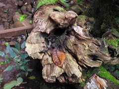 Aglaoctenus yacytata