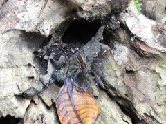 Aglaoctenus yacytata