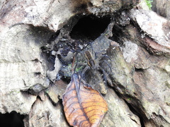 Aglaoctenus yacytata