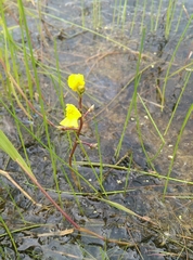 Utricularia