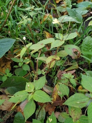 Impatiens parviflora