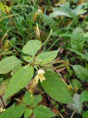 Impatiens parviflora
