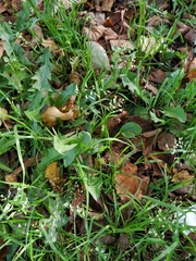 Poa annua
