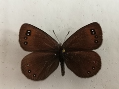 Erebia pluto