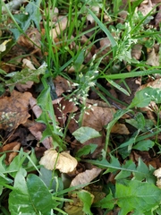 Poa annua