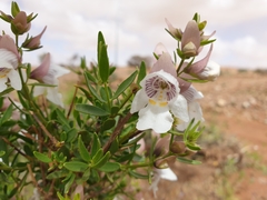 Prostanthera striatiflora