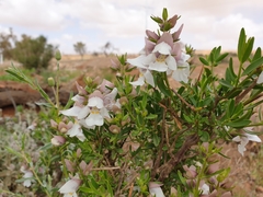 Prostanthera striatiflora