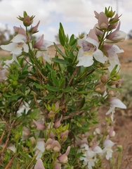 Prostanthera striatiflora