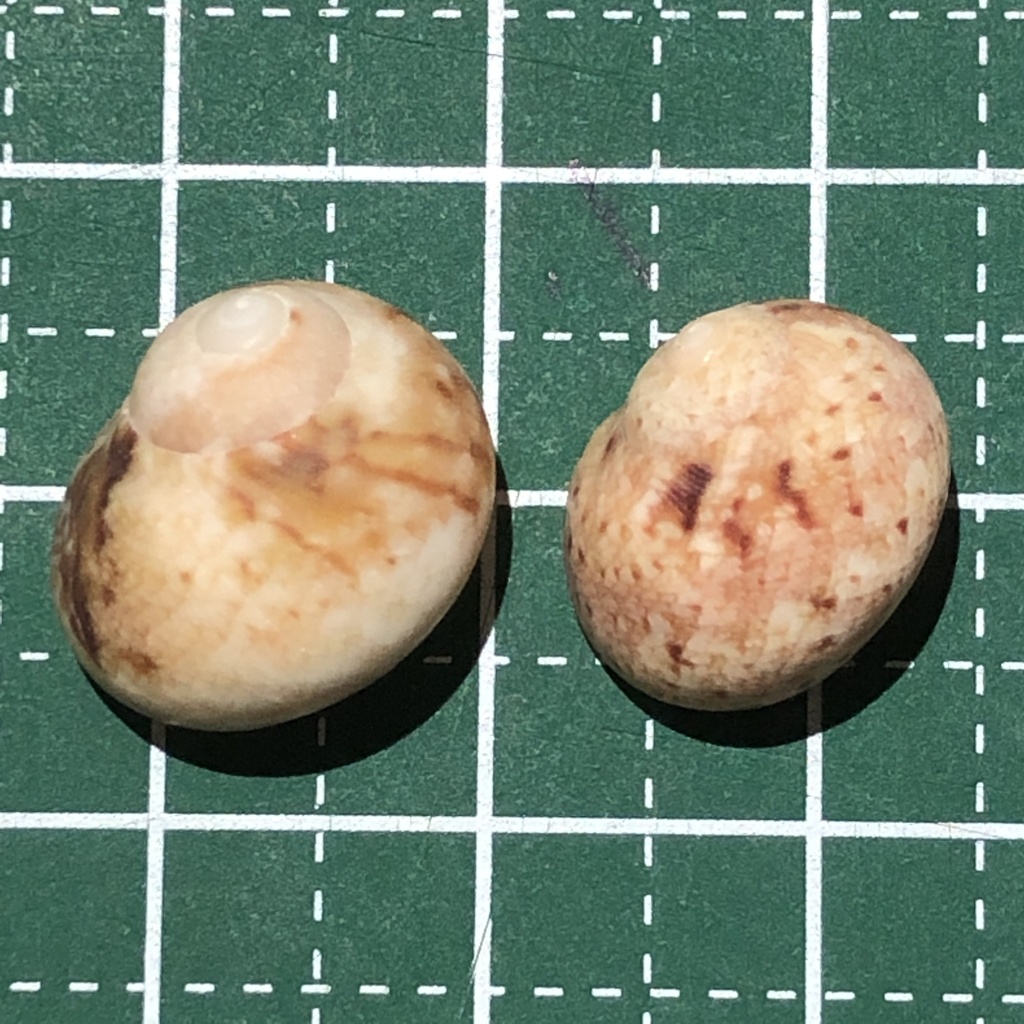 Chrysostoma paradoxum
