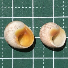 Chrysostoma paradoxum