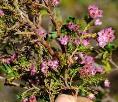 Erica plumigera
