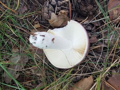 Russula caerulea