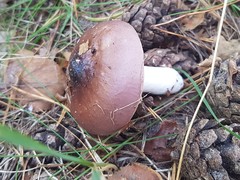 Russula caerulea