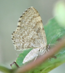 Euchoeca nebulata