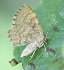 Euchoeca nebulata
