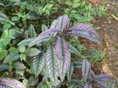 Strobilanthes auriculata dyeriana