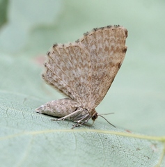 Euchoeca nebulata