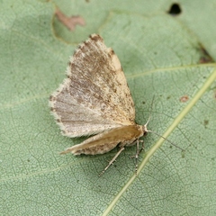 Euchoeca nebulata