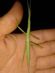 Tropidoderus childrenii