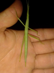 Tropidoderus childrenii