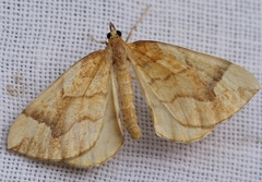Eulithis mellinata