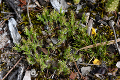Millotia muelleri